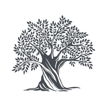 Hand drawn olive tree. Vector sketch illustration