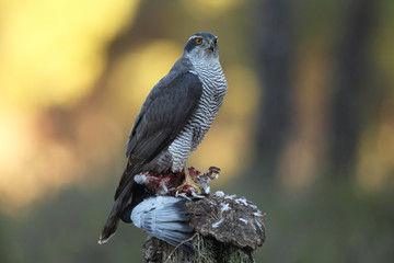 Eurasian goshawk hunting season