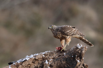 Eurasian goshawk hunting season