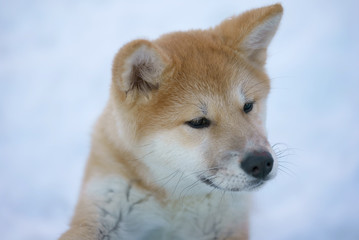 young dog Akita Inu in the snow close-up