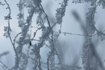 frost focus, background