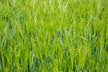 Grünes Gerstenfeld
