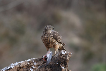 Goshawk
