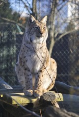 Sitting Eurasian lynx (Lynx lynx) in the winter. In Zagreb Zoo, Croatia. 