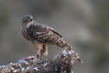 Goshawk
