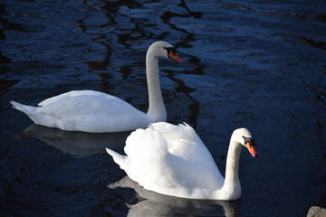Plakat White, graceful, beautiful, the most beautiful birds on earth - the swans. Cold winter river, clean and clear water and swimming swans as a symbol of purity and beauty.