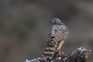 Goshawk