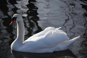 Fototapeta premium White, graceful, beautiful, the most beautiful birds on earth - the swans. Cold winter river, clean and clear water and swimming swans as a symbol of purity and beauty.