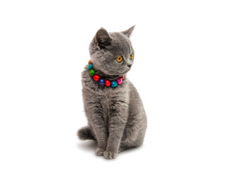 Fototapeta premium gray kitten isolated