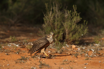 Goshawk