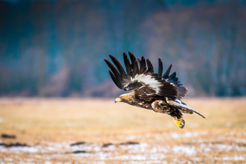 Golden eagle. Aquila chrysaetos.