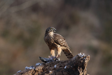 goshawk