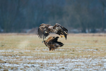 White-tailed eagle.