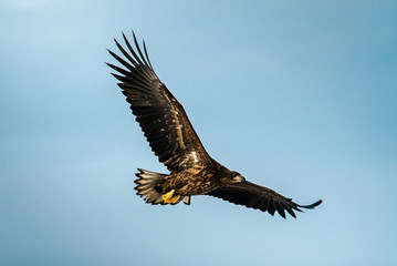 White-tailed eagle.