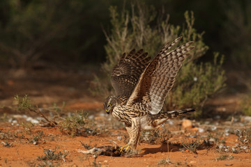 goshawk
