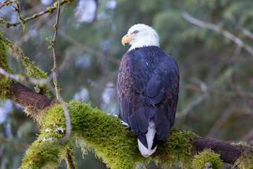 Bald Eagle