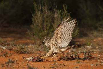 goshawk