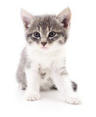 Kitten on white background.