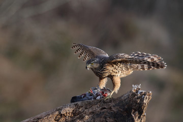 goshawk