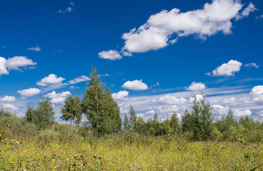 trees on a background of blue sky, summer,
