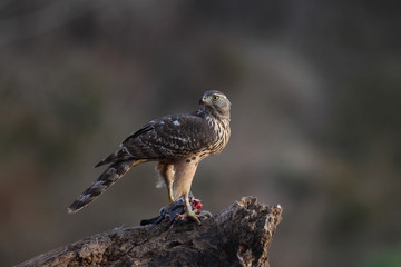 goshawk