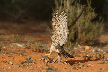 goshawk