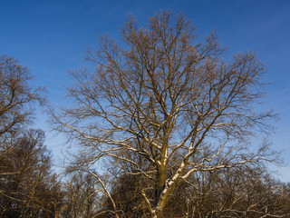 trees in winter
