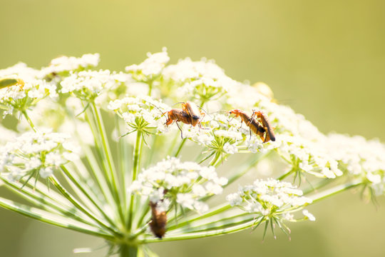 Small brown european bugs making love on the white flowers. Denticollis linearis - a click beetle. Summer time nature love. Macro photo