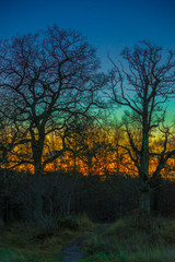 Obraz na płótnie Canvas Surreal oak trail
