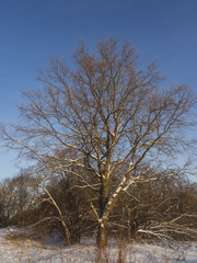 trees in winter
