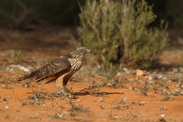 goshawk