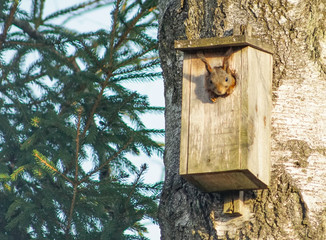A squirrel robbing a birds house