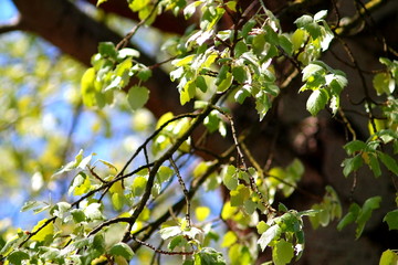 Leafs on branche of silverleaf poplar dance in the wind against blue sky.