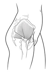 Detail of woman pelvic girdle, The internal structure of the human pelvic belt, piriformis, gluteus medius muscle, gluteus medius muscle, side view. On a white background