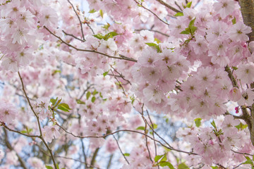 Fototapeta premium cherry blossom branches / Tree with pink cherry blossoms