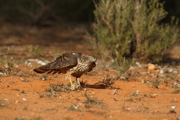 goshawk