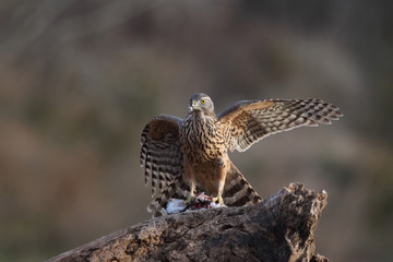 goshawk