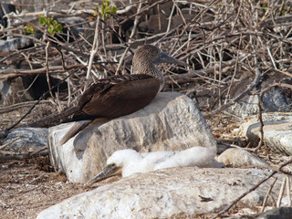 Blue-footed Booby and chick on Genovesa Island in the Galapagos archipelago, Ecuador, South America