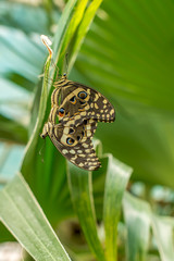 Papilio demoleus