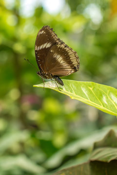 Battus butterfly