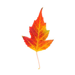 Maple leaf