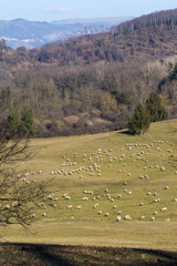 Gregge di pecore e montagne boscose sullo sfondo