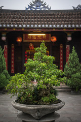 Fototapeta na wymiar Traditional chinese temple. Close view of bonsai tree in temple square.