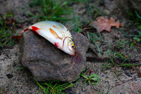 Fisch