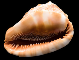 Seashell