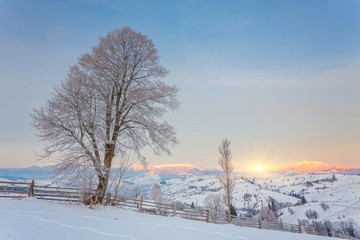 Obraz premium Winter landscape with lots of snow and trees