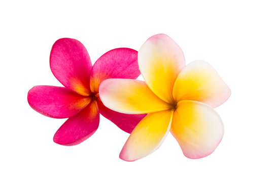 frangipani flower isolated