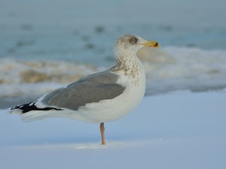 The European herring gull (Larus argentatus) standing on snow by a frozen sea