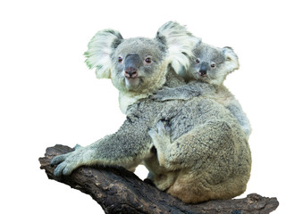 Adult koala sitting on a branch and holds on his back a little baby on a white background © atomfotolia