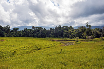 Fototapeta na wymiar Nong Pak Chee grassland in Khao Yai National Park